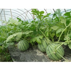 蔬菜大棚膜——要買優(yōu)質(zhì)的西瓜專用膜，意利塑料是不二選擇