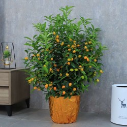 武漢植物租賃公司苗木服務(wù)，武漢家庭植物租擺公司綠植銷(xiāo)售