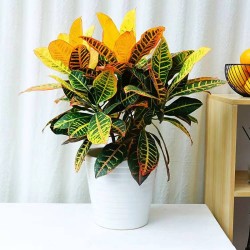 武漢室內(nèi)盆景花卉出租室外苗木出租，商場(chǎng)綠植出租單位苗木養(yǎng)護(hù)
