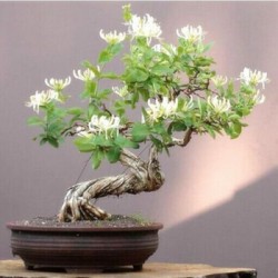 武漢室內(nèi)盆景報(bào)價(jià)公司花卉養(yǎng)護(hù)室外苗木，商場(chǎng)綠植養(yǎng)護(hù)工廠盆景